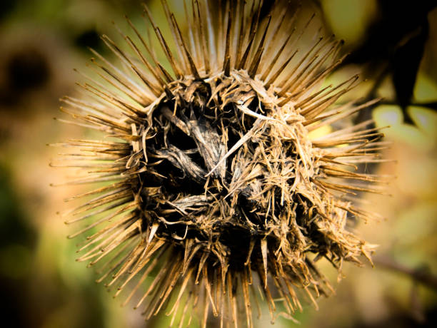 istock Roadside Weeds 1178412641