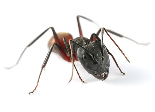 istock Large ant isolated 117841286