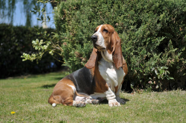 cane basset hound purebred - basset hound foto e immagini stock