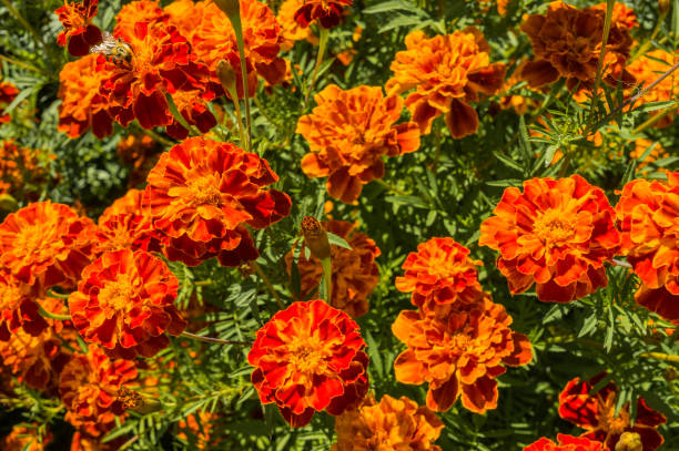 fleurs lumineuses de souci un jour ensoleillé d'été. tagetes patula. flou. - french marigold photos et images de collection