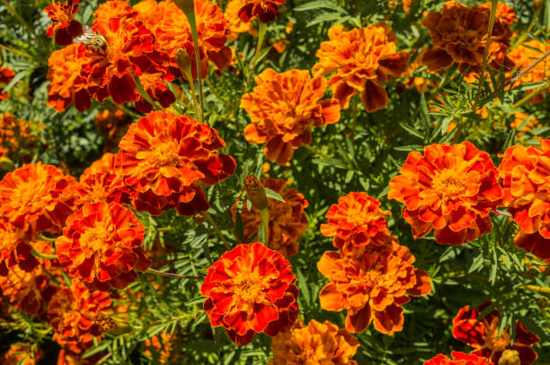 晴れた夏の日にマリーゴールドの明るい花。タゲテス・パチュラソフトフォーカス。 - french marigold ストックフォトと画像