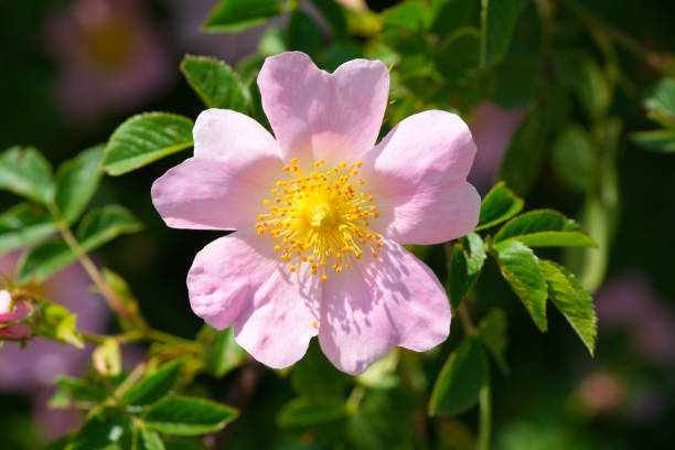 flor de rosa mosqueta - pollen forecast fotografías e imágenes de stock