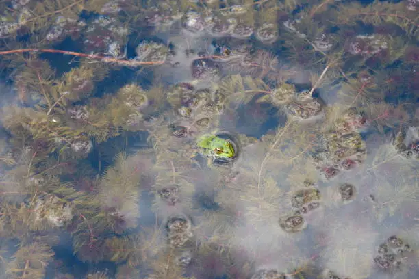 green swamp frog. wildlife macro shoot of stream frog in natural environment