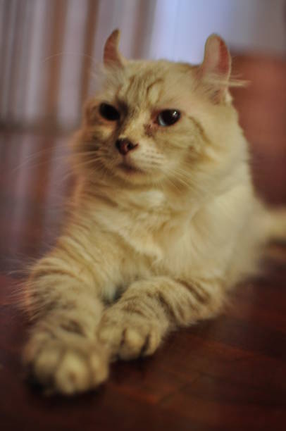 istock Domesticated indoor pedigree American Curl cat / kitten. 1178419100