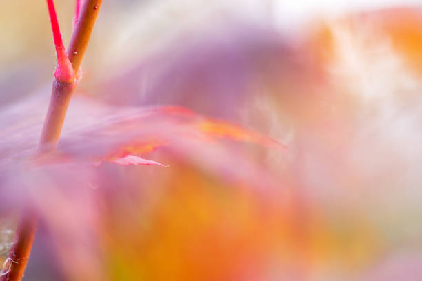 istock Korean maple leaves in autumn colors 1178419230