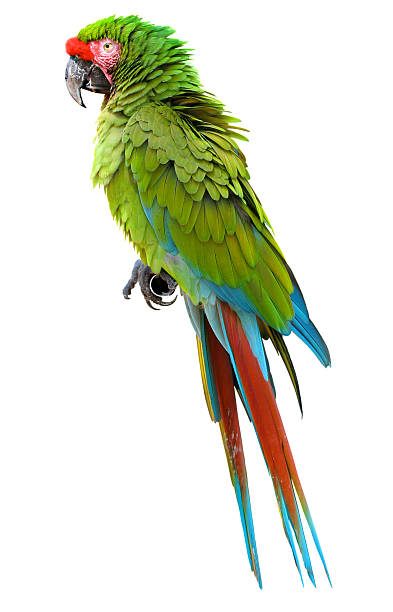 istock Exotic colorful macaw bird in white background 117841928