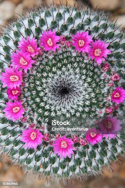Foto de Cacto Circular Flores e mais fotos de stock de Cacto - Cacto,  Espiral, Beleza natural - Natureza - iStock