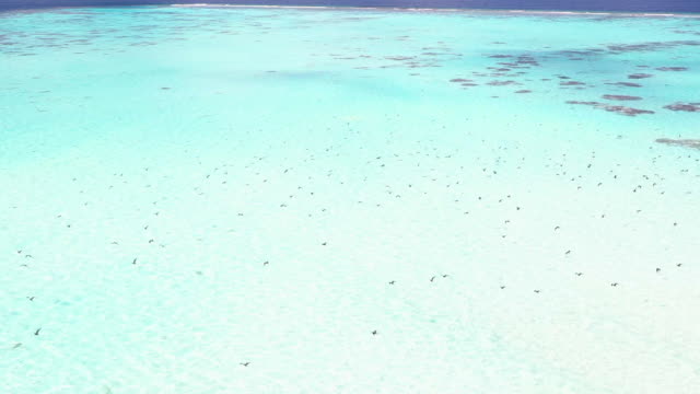 Aerial view Coral Reef with Flock of Tropical Birds