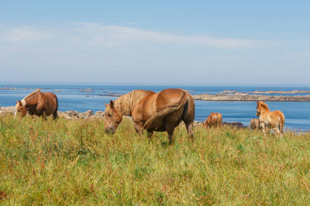 istock Trait Breton horses in a field in Brittany 1178420922