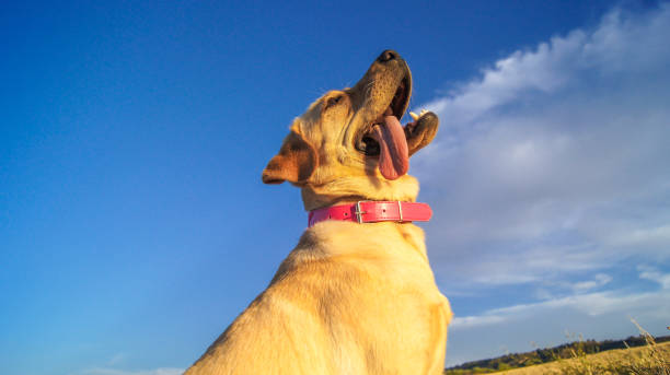 istock Portrait of a labrador dog 1178421032