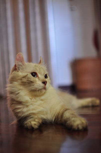 istock Domesticated indoor pedigree American Curl cat / kitten. 1178421171