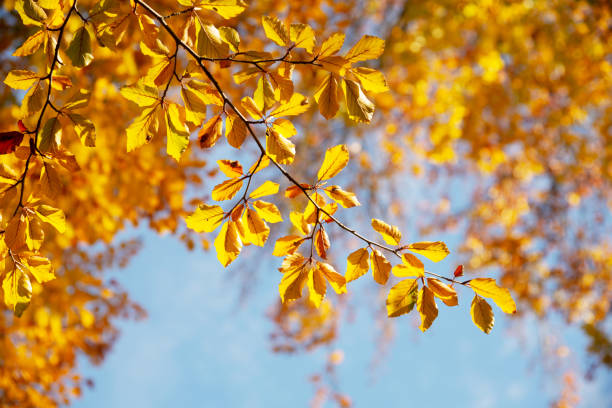 Autumn leaves against sunlight