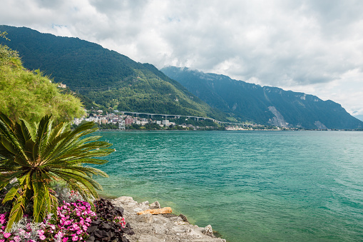 Rich summer vegetation on the shores of Lake Geneva (Lac Leman) in Montreux Riviera, Vaud, Switzerland