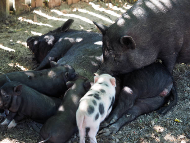 istock Big pig feeds little piglets with breast milk 1178424082