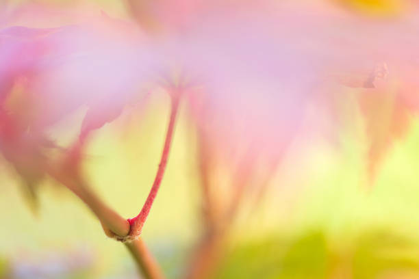 Korean maple (Acer pseudosieboldianum) leaves in autumn colors