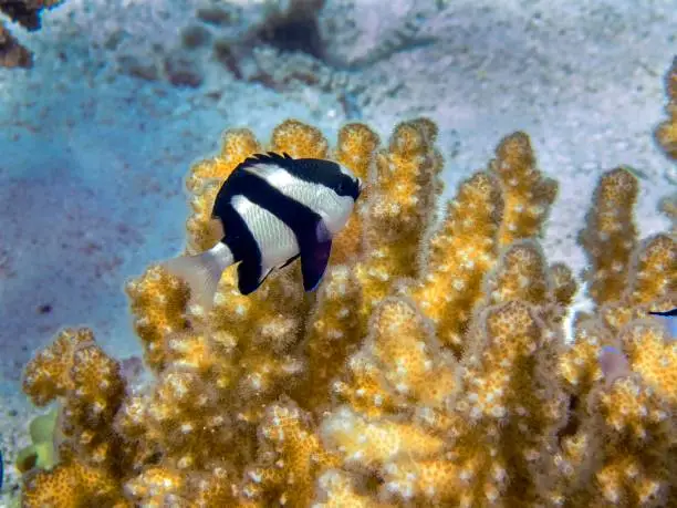 Photo of Humbug Damsels (Dascyllus aruanus)