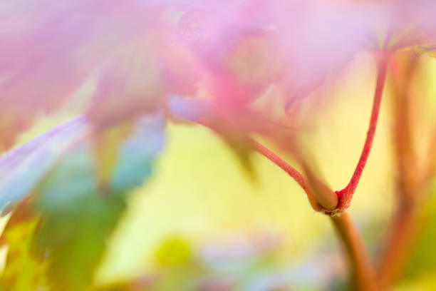 istock Korean maple leaves in autumn colors 1178425495