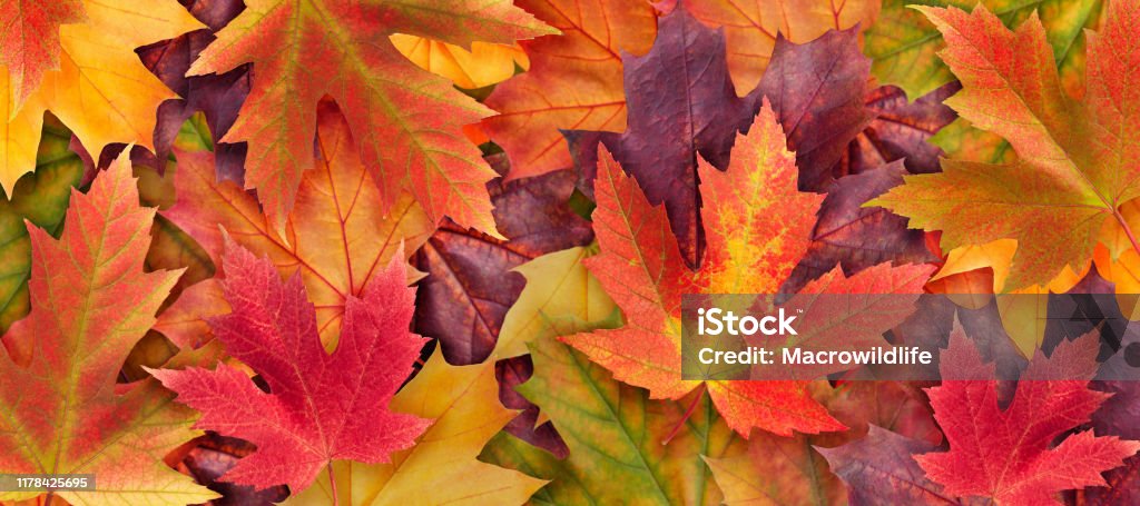 가을 단풍 나무의 놀라운 다채로운 배경은 배경을 닫습니다 멀티 컬러 단풍 나무잎가을 배경으로 합니다 고화질 해상도 의 사진 10월에  대한 스톡 사진 및 기타 이미지 - Istock