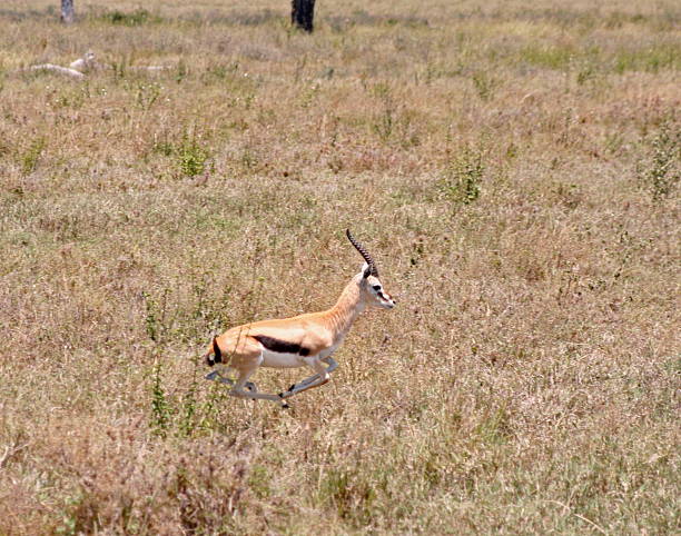 East Africa’s most common type of gazelle standing in grassland area of Ngorongoro Crater in Tanzania.