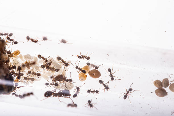 istock Ant Colony in test tube 1178426543
