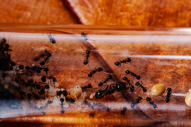 istock Ant Colony in test tube 1178426551
