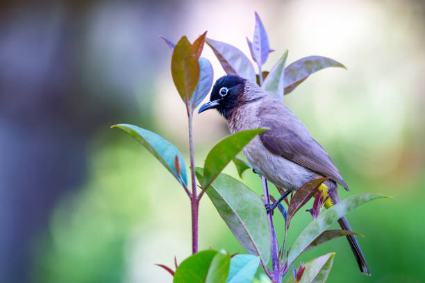 istock Cute bird White spectacled Bulbul. Nature backgound. Pycnonotus xanthopygos. Antalya Turkey. 1178429070