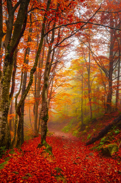 istock Road through a golden foggy forest 1178429448
