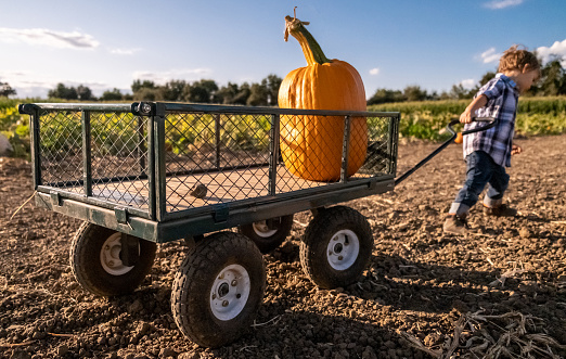Caucasian Child boy pulling a cart with a big pumpkin at a pumpkin patch