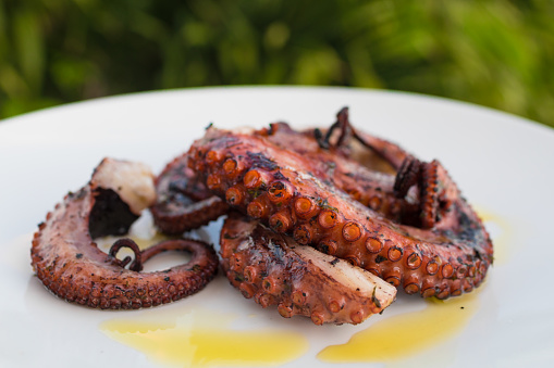 Grilled octopus on plate drizzled with olive oil