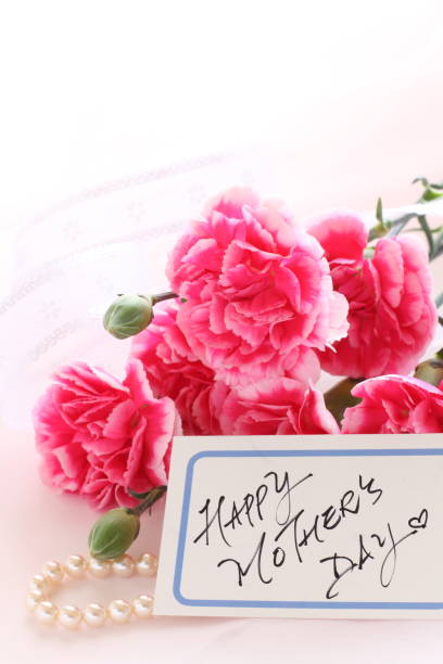 istock Pink and white carnation on with copy space 1178433023