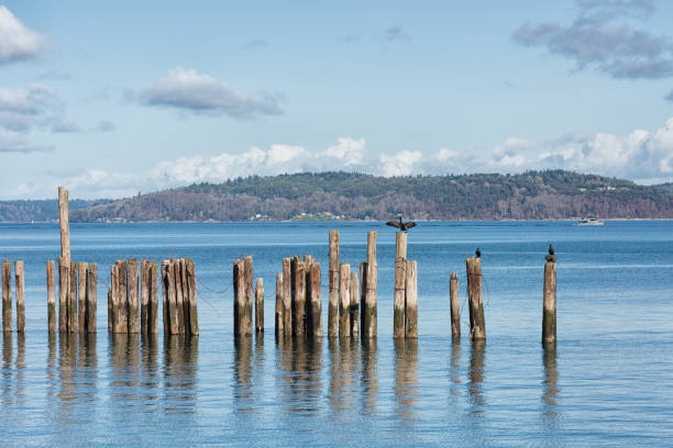 istock Puget Sound Cormorant 1178433265