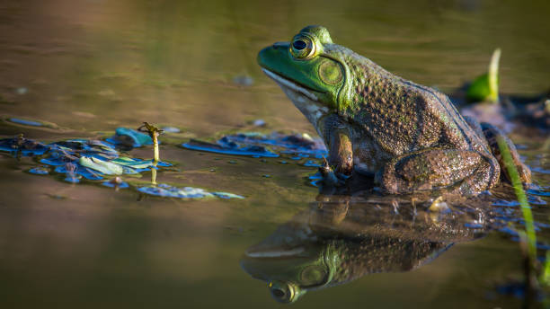 istock Bullfrog Bull frog in the pond 1178433323
