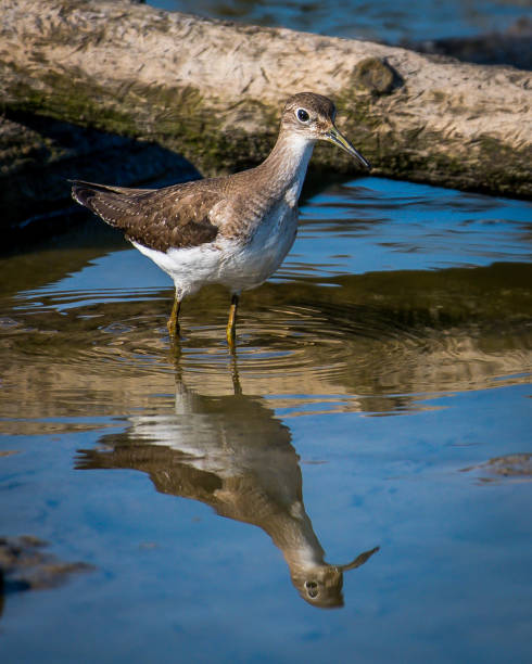 istock Yellow legs wading bird at Huntley Meadows Park 1178433444