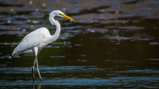 istock Egrets at Huntley Meadows Park 1178433517