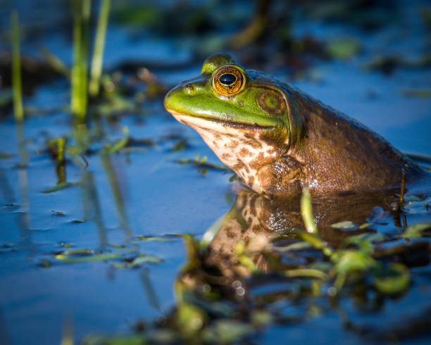 istock Bullfrog Bull frog in the pond 1178434620