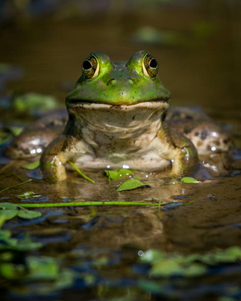 istock Bullfrog Bull frog in the pond 1178435709