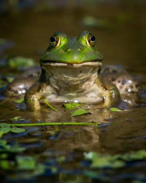 Bullfrog Bull frog in the pond