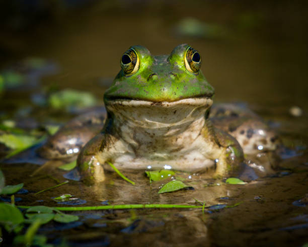 istock Bullfrog Bull frog in the pond 1178435711