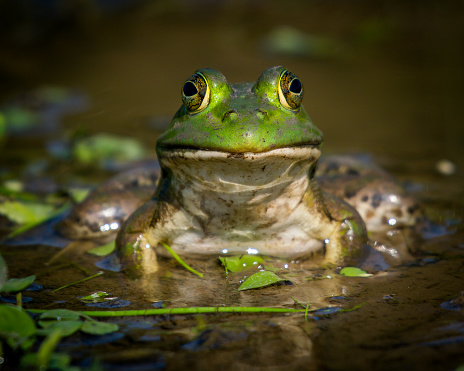 A carnivorous frog native to the tropical swamps, scrublands, and savannas of Central and South Africa. It is also known as the pixie frog, giant bullfrog, or South African burrowing frog.