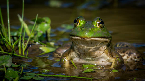 istock Bullfrog Bull frog in the pond 1178435713