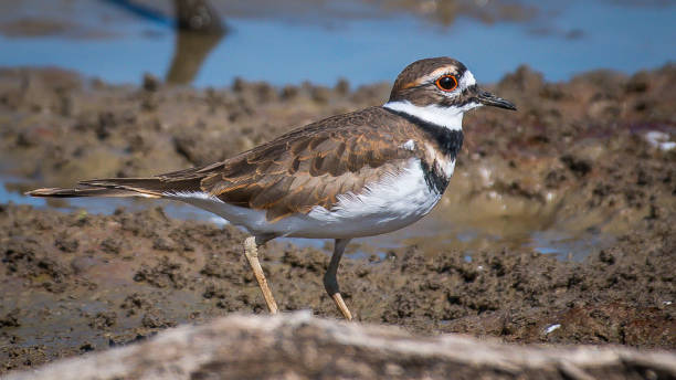 istock Killdeer looking for food at Huntley Meadows Park 1178435714