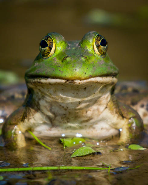istock Bullfrog Bull frog in the pond 1178435735