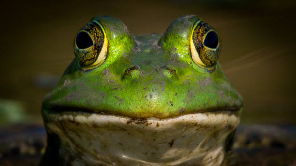 Bullfrog Bull frog in the pond Bullfrog Bull frog in the pond bullfrog photos stock pictures, royalty-free photos & images