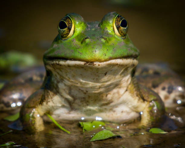 istock Bullfrog Bull frog in the pond 1178436244