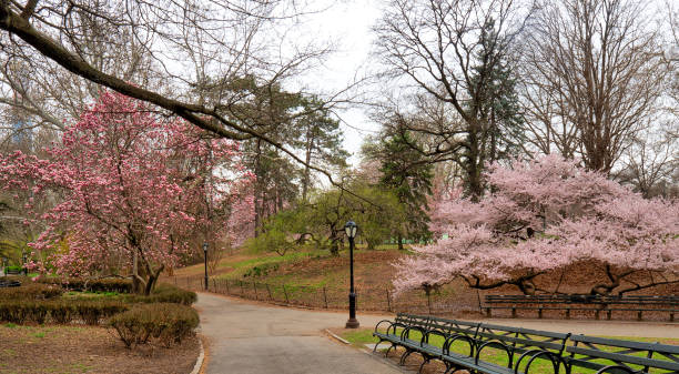 istock Central Park in spring with flowering magnolia 1178438331