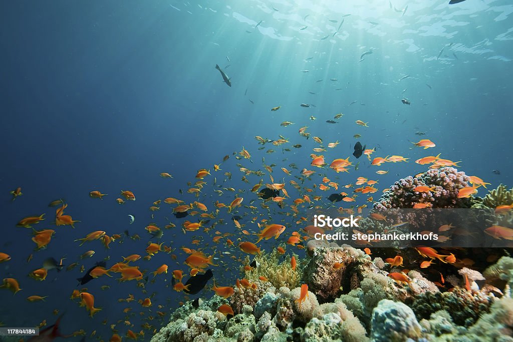 coral, ocean and fish Animal Stock Photo