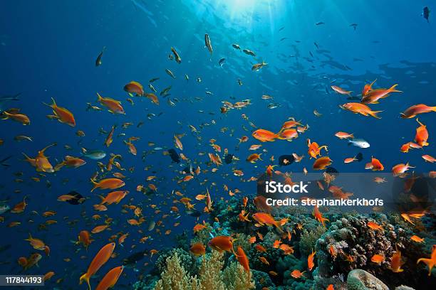 Foto de Coral Mar E Peixes e mais fotos de stock de Animal - Animal, Branco, Colorido