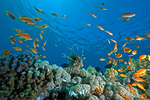 istock Coral and fish in the ocean 117844197
