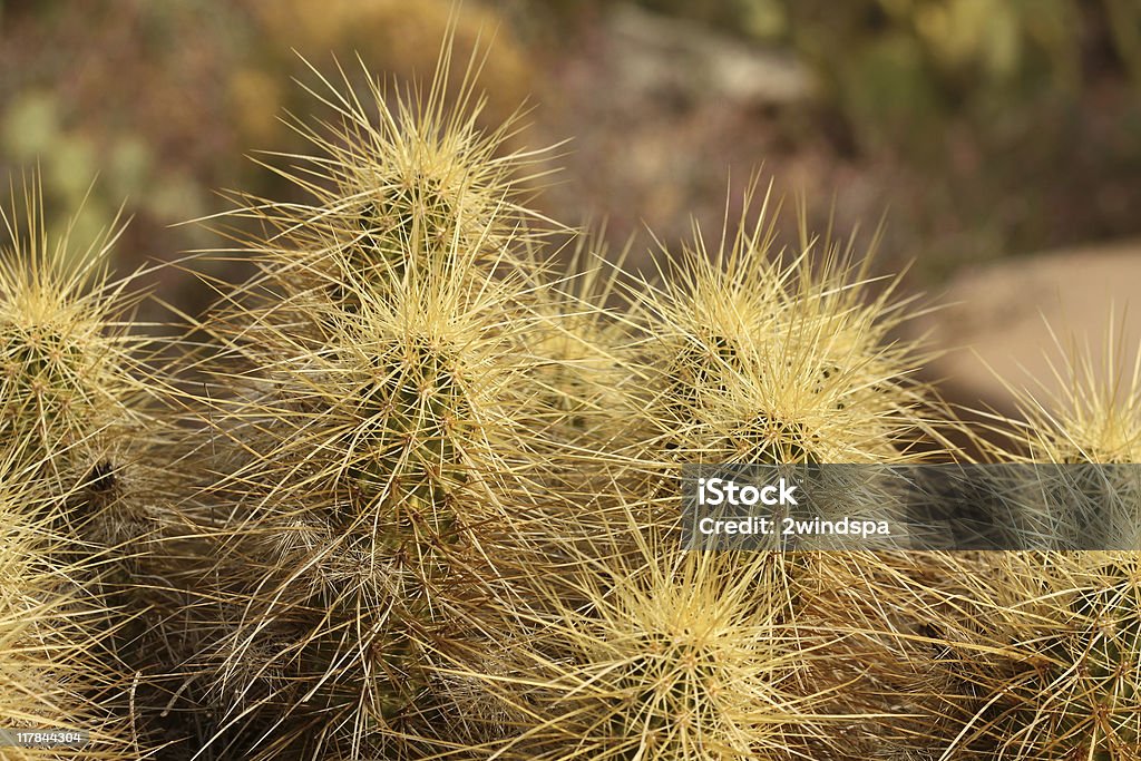 Golden Igelsäulenkaktus - Lizenzfrei Arizona Stock-Foto