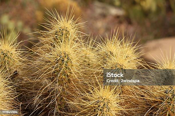 Photo libre de droit de Golden Cactus Hérisson banque d'images et plus d'images libres de droit de Arizona - Arizona, Cactus, Cactus hérisson